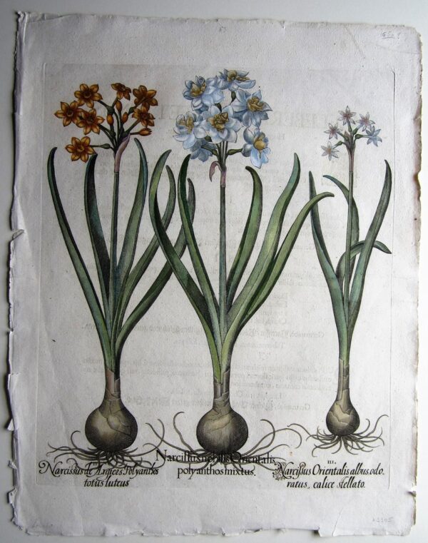 A beautiful 18th century antique engraving of Daffodils. antique prints Antique Prints 3