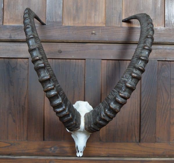 Siberian Ibex ( Capra sibirica )horns SAI2908 Miscellaneous 3