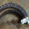 Siberian Ibex ( Capra sibirica )horns SAI2908 - Image 3
