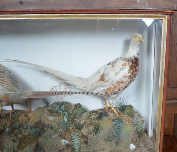 Taxidermy Pair Of Ring- Necked Pheasants SAI2915 Miscellaneous 9