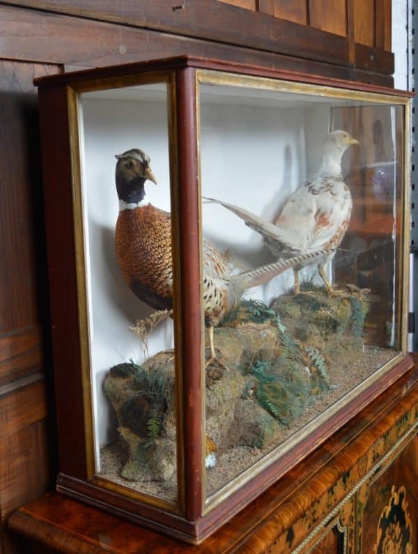 Taxidermy Pair Of Ring- Necked Pheasants SAI2915 Miscellaneous 6