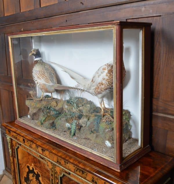 Taxidermy Pair Of Ring- Necked Pheasants SAI2915 Miscellaneous 4