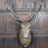 Taxidermy Imperial Stag SAI2992