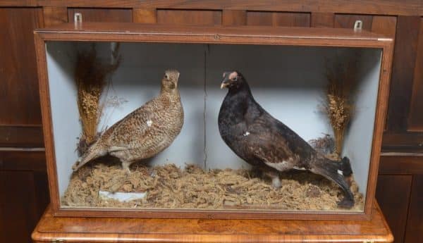 Victorian Taxidermy Grouse SAI3011 Miscellaneous 3