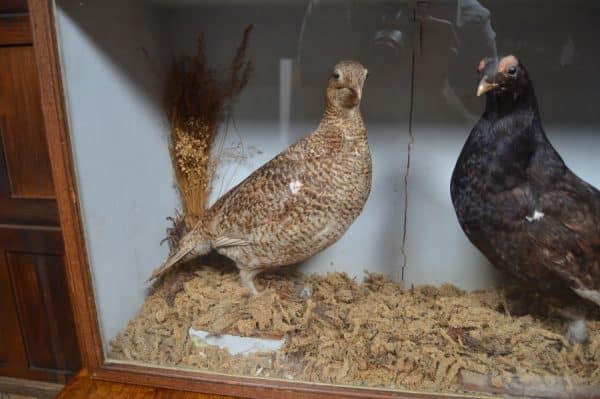 Victorian Taxidermy Grouse SAI3011 Miscellaneous 11