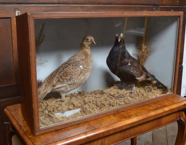 Victorian Taxidermy Grouse SAI3011 Miscellaneous 10