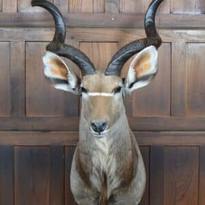 Kudu Mounted Head SAI2857 Miscellaneous