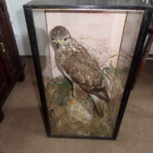 A FINE BUZZARD BY MOUNTNEY & SONS. C 1890 Miscellaneous 3