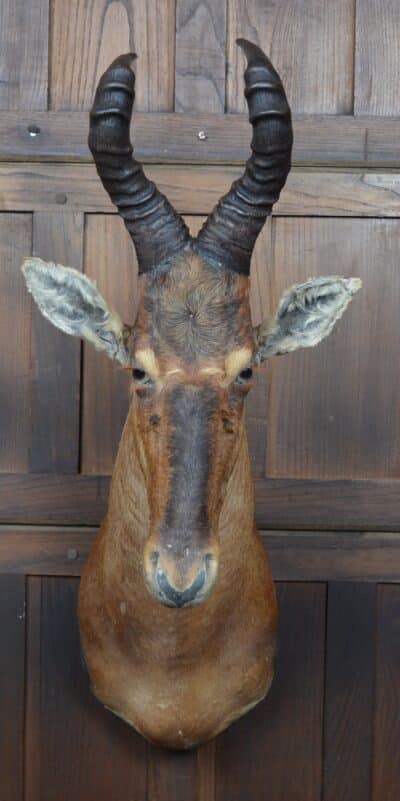 Taxidermy Red Hartebeest SAI3362 Taxidermy Antique Art 3