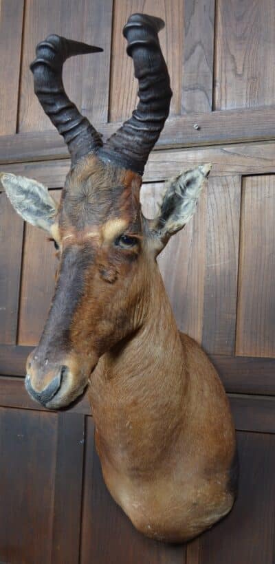 Taxidermy Red Hartebeest SAI3362 Taxidermy Antique Art 5