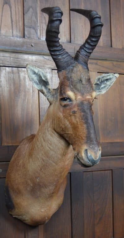 Taxidermy Red Hartebeest SAI3362 Taxidermy Antique Art 6