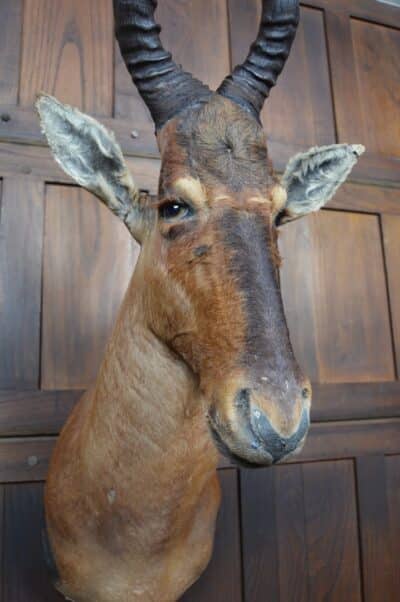 Taxidermy Red Hartebeest SAI3362 Taxidermy Antique Art 7