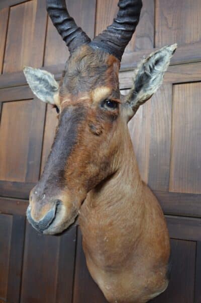 Taxidermy Red Hartebeest SAI3362 Taxidermy Antique Art 8