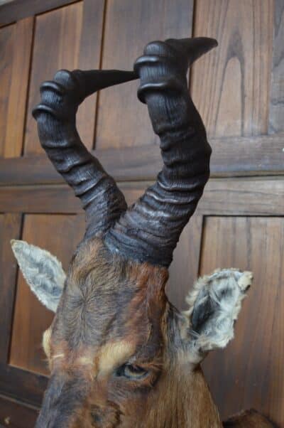 Taxidermy Red Hartebeest SAI3362 Taxidermy Antique Art 9