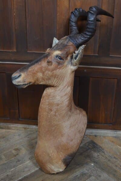 Taxidermy Red Hartebeest SAI3362 Taxidermy Antique Art 10