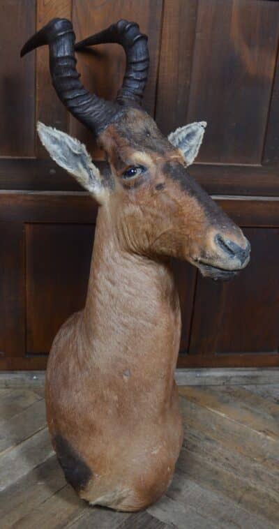 Taxidermy Red Hartebeest SAI3362 Taxidermy Antique Art 11