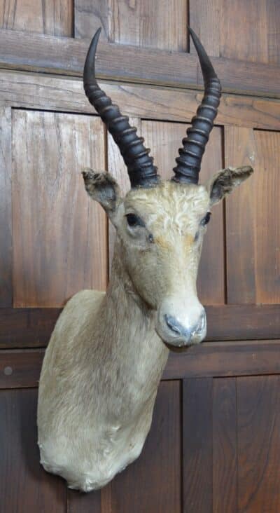 Taxidermy White Blesbok SAI3358 Taxidermy Antique Art 3