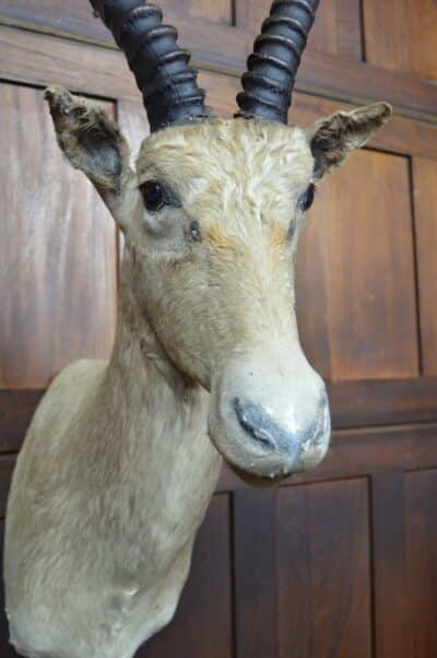 Taxidermy White Blesbok SAI3358 Taxidermy Antique Art 7