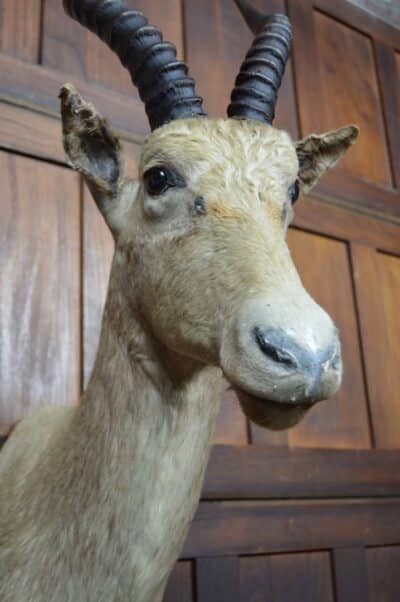 Taxidermy White Blesbok SAI3358 Taxidermy Antique Art 12