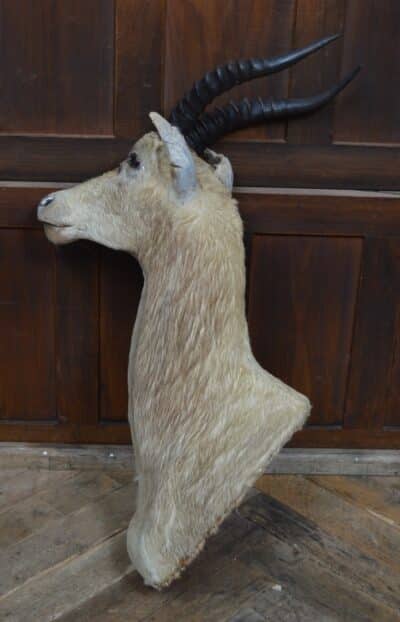 Taxidermy White Blesbok SAI3358 Taxidermy Antique Art 13