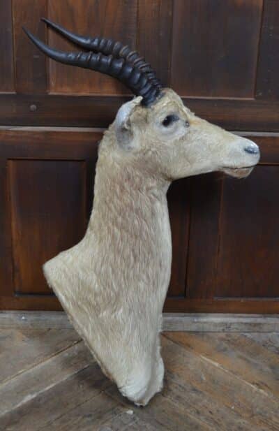 Taxidermy White Blesbok SAI3358 Taxidermy Antique Art 14