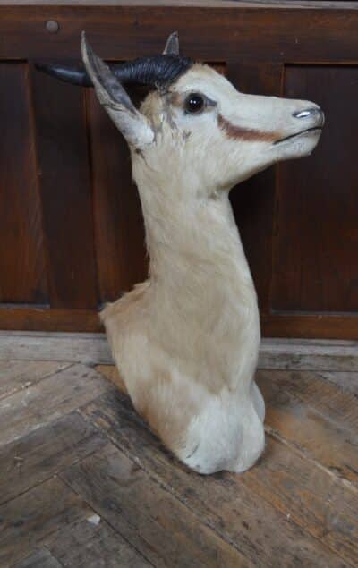 Taxidermy Springbok SAI3359 Taxidermy Miscellaneous 10