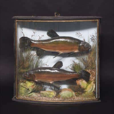 Edwardian Bowfront Glazed Case of Two Large Taxidermy Trout within an Ebonized and Gilt Decorated Frame Taxidermy Miscellaneous 3