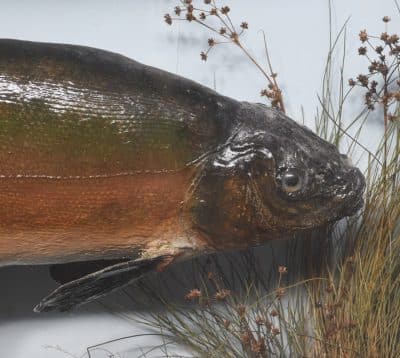 Edwardian Bowfront Glazed Case of Two Large Taxidermy Trout within an Ebonized and Gilt Decorated Frame Taxidermy Miscellaneous 4