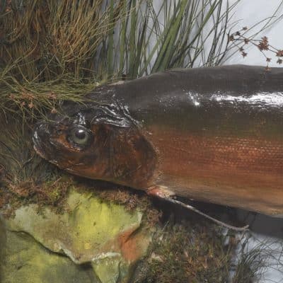 Edwardian Bowfront Glazed Case of Two Large Taxidermy Trout within an Ebonized and Gilt Decorated Frame Taxidermy Miscellaneous 5