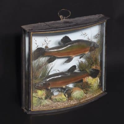 Edwardian Bowfront Glazed Case of Two Large Taxidermy Trout within an Ebonized and Gilt Decorated Frame Taxidermy Miscellaneous 6