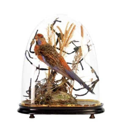 19th Century Victorian ROSELLA Parrot, Under a Glass Dome Antique Collectibles 8