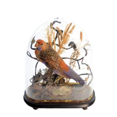 19th Century Victorian ROSELLA Parrot, Under a Glass Dome Antique Collectibles 7