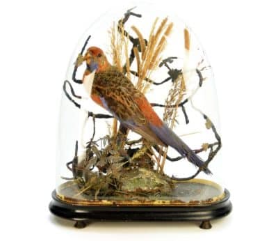 19th Century Victorian ROSELLA Parrot, Under a Glass Dome Antique Collectibles 3