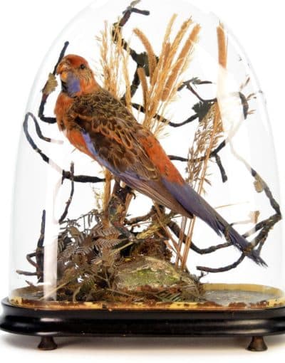 19th Century Victorian ROSELLA Parrot, Under a Glass Dome Antique Collectibles 5