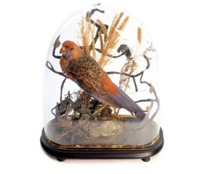 19th Century Victorian ROSELLA Parrot, Under a Glass Dome Antique Collectibles 4