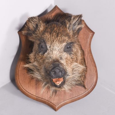 Taxidermy Mounted Boar’s Head on Oak Shield Miscellaneous 3