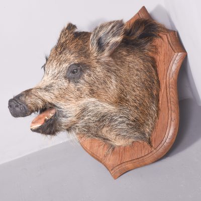 Taxidermy Mounted Boar’s Head on Oak Shield Miscellaneous 4