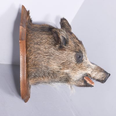 Taxidermy Mounted Boar’s Head on Oak Shield Miscellaneous 7