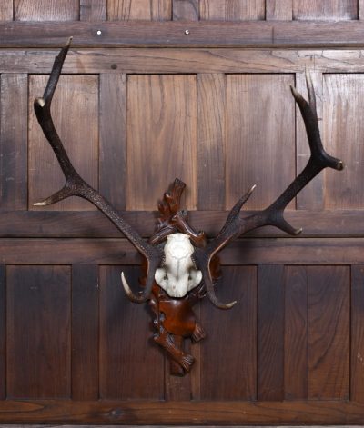 10 Point Stag Skull With Black Forest Mount SAI3663