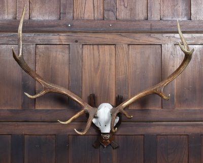 Black Forest Mounted Stag Skull With 11 Point Antlers SAI3664