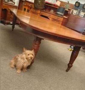 Large Antique Victorian Oak Dining Table Seats 10 12ft dining table Antique Furniture