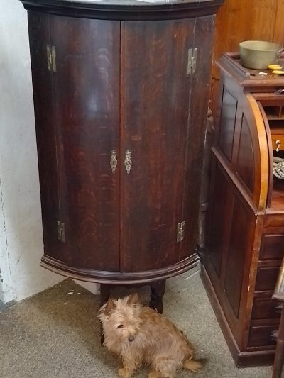 Antique Georgian Bow Front Hanging Corner Cupboard