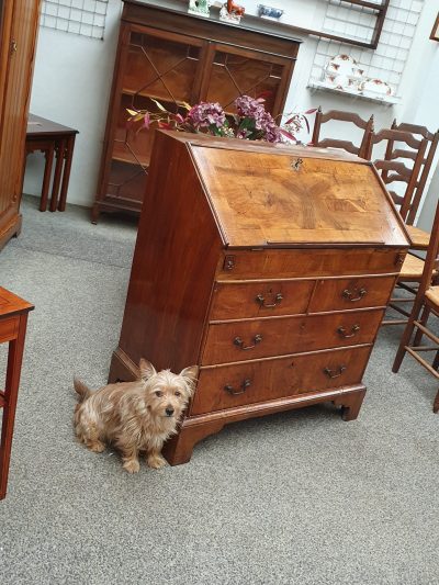 Good Antique Georgian Walnut Writing Desk Bureau