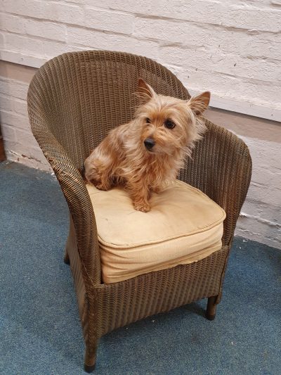 Antique Edwardian Lloyd Loom Chair