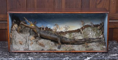 Taxidermy Nile Crocodile SAI3669