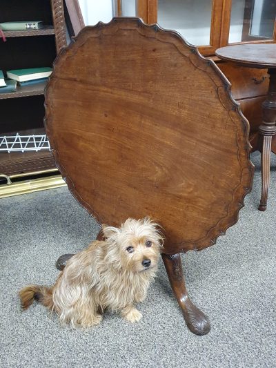 Antique Georgian Tripod Coffee Table - Image 3