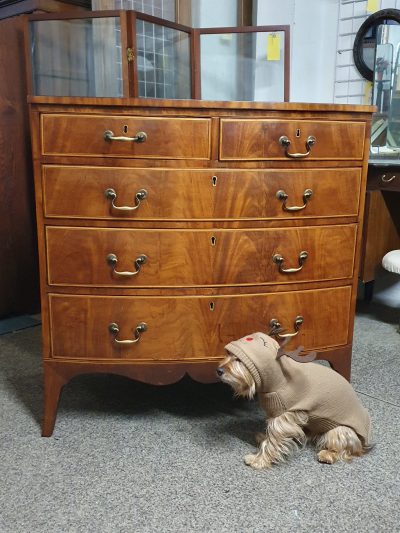 Good Antique Bow Front Chest of Drawers - Image 5