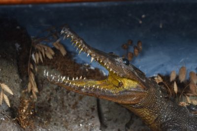 Taxidermy Nile Crocodile SAI3669 - Image 2