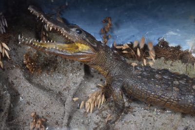 Taxidermy Nile Crocodile SAI3669 - Image 3