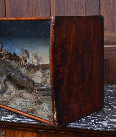 Taxidermy Nile Crocodile SAI3669 - Image 7